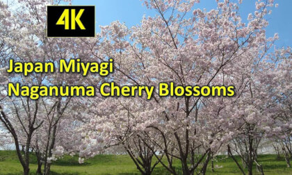 Japan Miyagi Naganuma Cherry Blossoms VR Video Japan Miyagi Naganuma Cherry Blossoms VR