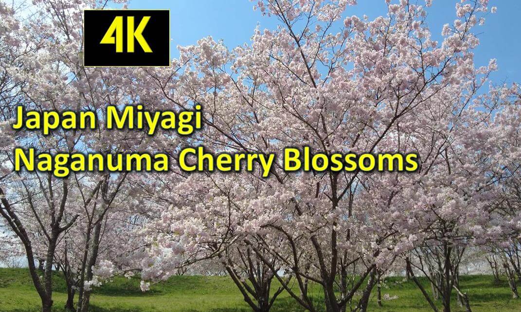 Japan Miyagi Naganuma Cherry Blossoms