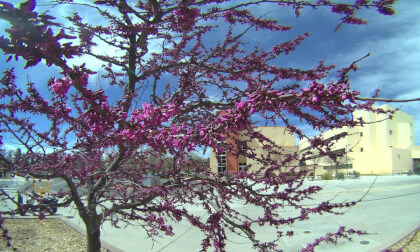 Purple Bloom SAC VR Video Purple Bloom SAC VR