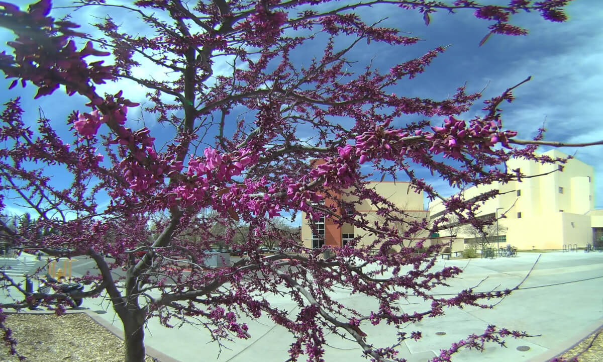 Purple Bloom SAC