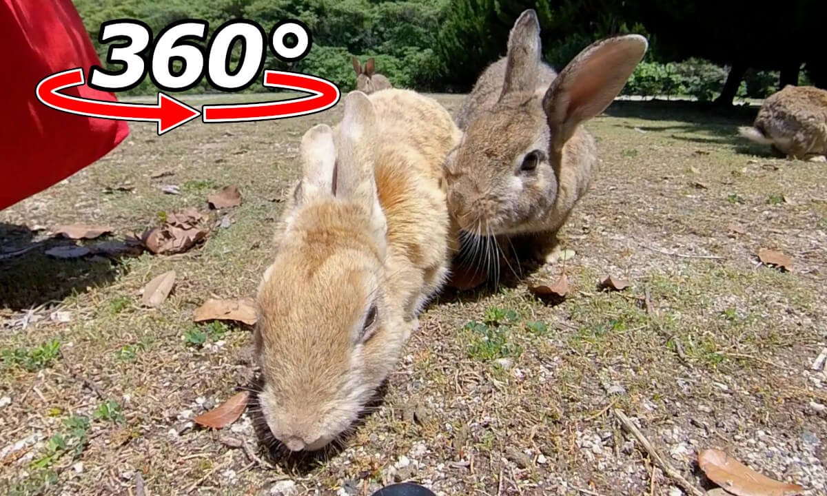 VR 360° | He wanted to monopolize the food! But in the end, the rabbits made peace.