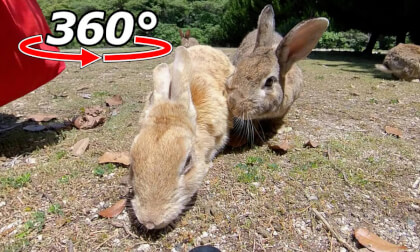 VR 360° | He wanted to monopolize the food! But in the end, the rabbits made peace. VR Video VR 360° | He wanted to monopolize the food! But in the end, the rabbits made peace. VR