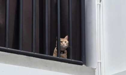 Meow meow,I'm clocking in! VR Video Meow meow,I'm clocking in! VR