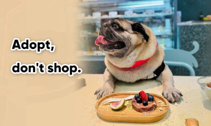 Adopt, don't shop. VR Video Adopt, don't shop. VR