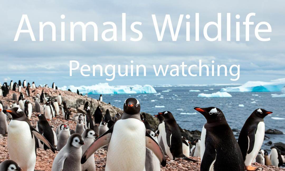 Animals wildlife- penguins