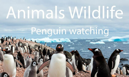 Animals wildlife- penguins Animals wildlife- penguins