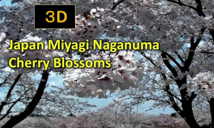 Japan Miyagi Naganuma Cherry Blossoms VR Video Japan Miyagi Naganuma Cherry Blossoms VR