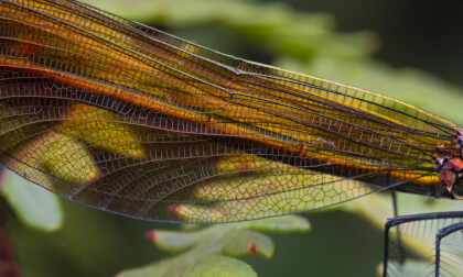 Caballito del Diablo VR Video Caballito del Diablo VR