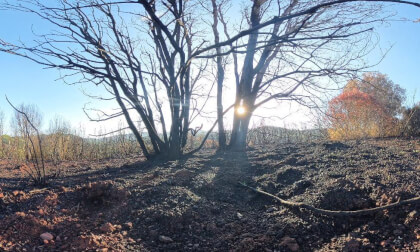 Renacer en las Cenizas: TaixĂ en el Bosque Quemado de Torre Gironella  Rebirth from Ashes: Taixi in the Burnt Forest of Torre Gironella" VR Video Renacer en las Cenizas: TaixĂ en el Bosque Quemado de Torre Gironella  Rebirth from Ashes: Taixi in the Burnt Forest of Torre Gironella" VR