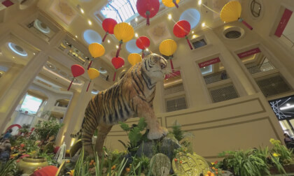 VR1803D Lunar New Year CNY 2022 Las Vegas Interviews VR1803D Lunar New Year CNY 2022 Las Vegas Interviews