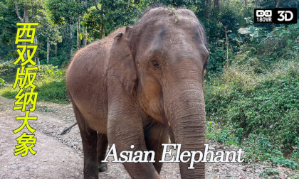 VR180 Asian Elephant