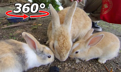 VR 360° | A soothing place with mother and baby rabbits! VR Video VR 360° | A soothing place with mother and baby rabbits! VR