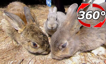 [360 Video] Good luck, little gray rabbit!