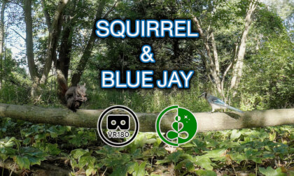 🌲 Up Close with Nature | VR180 Forest Wildlife Experience (Squirrels & Blue Jays) VR Video 🌲 Up Close with Nature | VR180 Forest Wildlife Experience (Squirrels & Blue Jays) VR