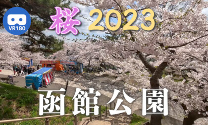 [VR180] Cherry Blossoms in Hakodate Park 2023