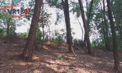 Walk in Changjiang Forest Park VR Video Walk in Changjiang Forest Park VR