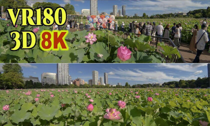 Countless lotus flowers blooming all over Shinobazu-no-ike Pond in Ueno,Tokyo,Japan VR Video Countless lotus flowers blooming all over Shinobazu-no-ike Pond in Ueno,Tokyo,Japan VR