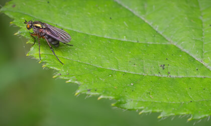 Mosca