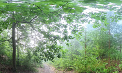 8K 360° Foggy Walk in Prachov Rocks | Morning Silence After Rain VR Video 8K 360° Foggy Walk in Prachov Rocks | Morning Silence After Rain VR