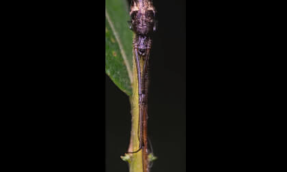 Araña