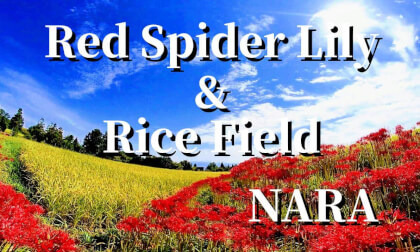 Nara: Red spider lilys blooming in a rice field ,JAPAN Nara: Red spider lilys blooming in a rice field ,JAPAN