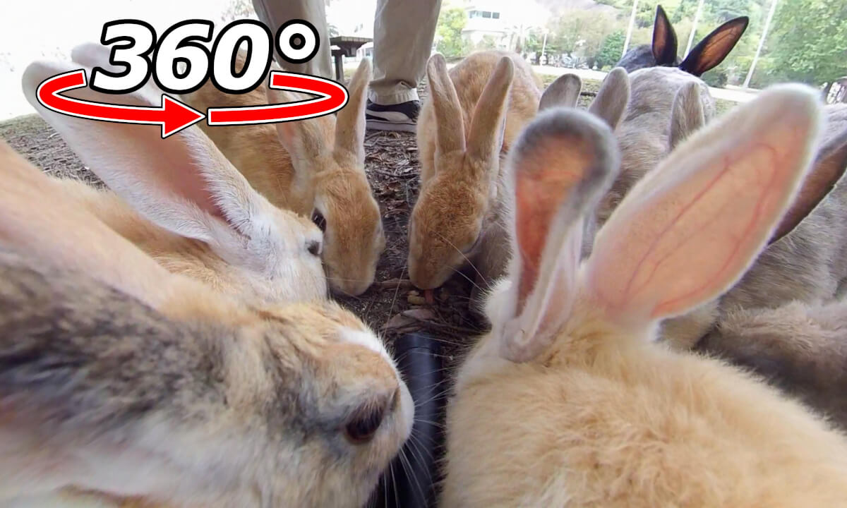 VR 360° | A gathering of rabbits! A happy space surrounded by rabbits!