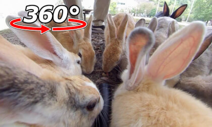 VR 360° | A gathering of rabbits! A happy space surrounded by rabbits! VR Video VR 360° | A gathering of rabbits! A happy space surrounded by rabbits! VR