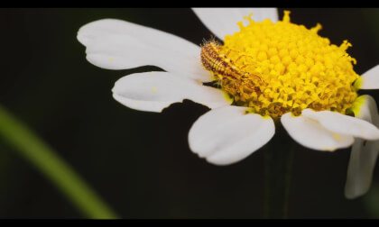 Macrofotografía
