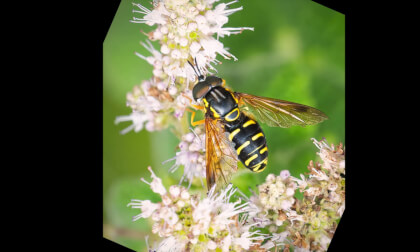 Mosca Falsa Avispa