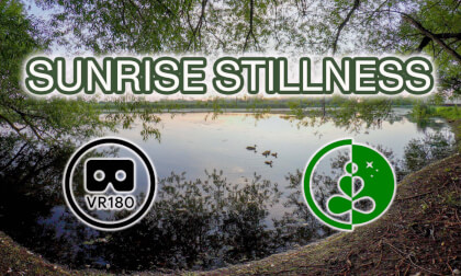 🌅 SUNRISE STILLNESS | VR180 Nature Relaxation at a Marsh | Ducks, Water Reflections, Peaceful VR Video 🌅 SUNRISE STILLNESS | VR180 Nature Relaxation at a Marsh | Ducks, Water Reflections, Peaceful VR