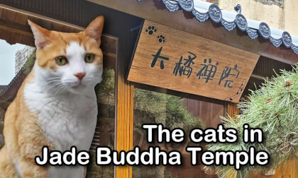"Big Orange Zen Courtyard" - The Cats of Jade Buddha Temple "Big Orange Zen Courtyard" - The Cats of Jade Buddha Temple