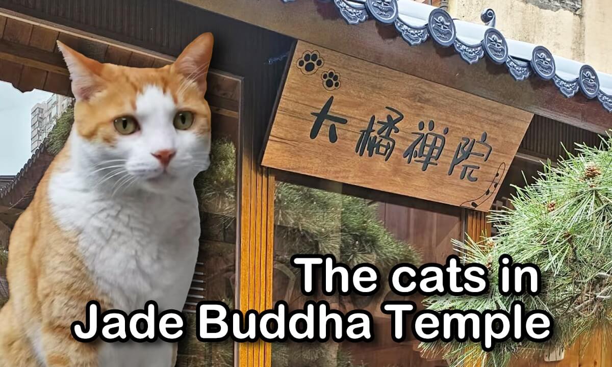 "Big Orange Zen Courtyard" - The Cats of Jade Buddha Temple