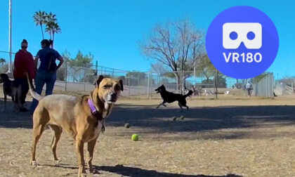 Rescue Dog Sophie visits the dog park! VR180 3D 5.7k