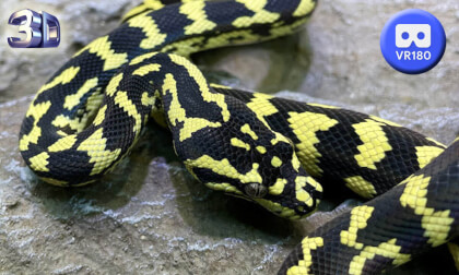 Mikes Reptipark in Tournais Belgium VR 180 3D May 2023 VR Video Mikes Reptipark in Tournais Belgium VR 180 3D May 2023 VR