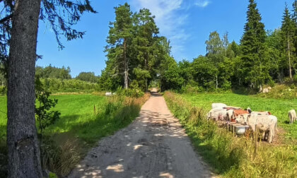 Tricycling Mørkveg-Grimstad’s Hidden Pearl 8K VR Video Tricycling Mørkveg-Grimstad’s Hidden Pearl 8K VR