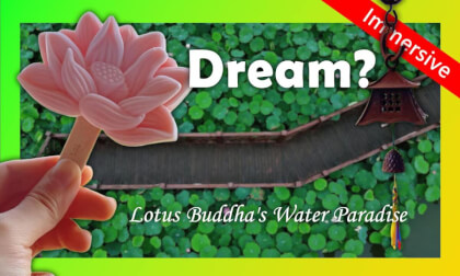 Immerse in Chongyuan Temple: Lotus Paradise of Buddha's Water Realm | 沉浸重元寺:水天佛国荷花仙境 Immerse in Chongyuan Temple: Lotus Paradise of Buddha's Water Realm | 沉浸重元寺:水天佛国荷花仙境