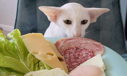 Мирославушка Мирославушка