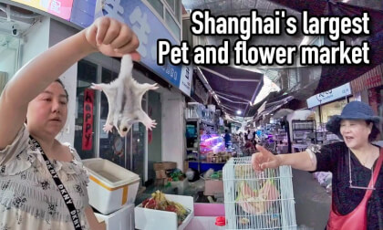 Shanghai's largest flower and bird market features a wide variety of pet birds, comparable to a zoo. Shanghai's largest flower and bird market features a wide variety of pet birds, comparable to a zoo.