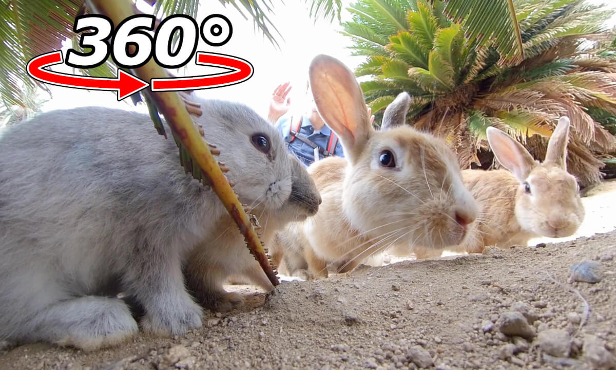 VR 360° | You're in a rabbit's house!? Experience what it's like to be part of the rabbit family!