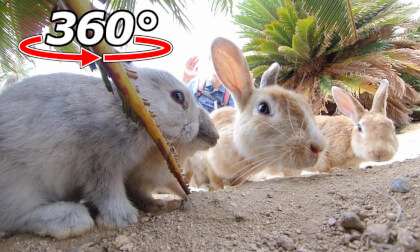VR 360° | You're in a rabbit's house!? Experience what it's like to be part of the rabbit family! VR Video VR 360° | You're in a rabbit's house!? Experience what it's like to be part of the rabbit family! VR