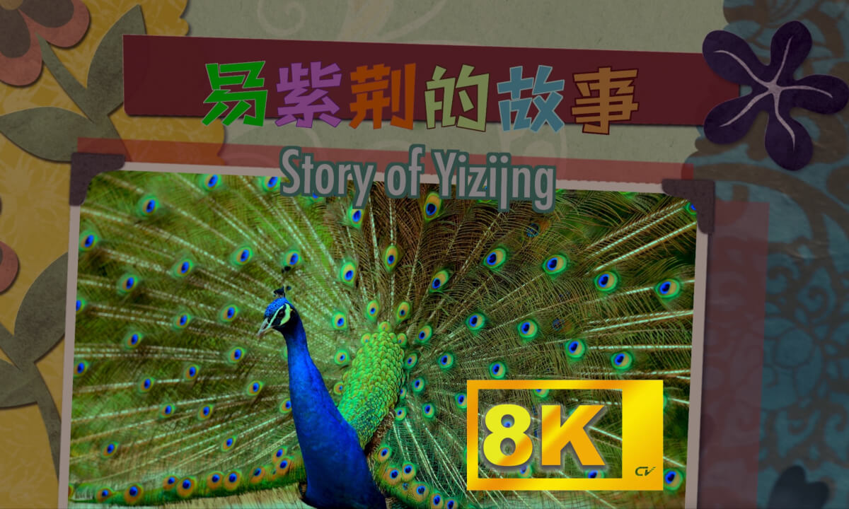 《易紫荆的故事》8K版本 The Story of Yi Zijing