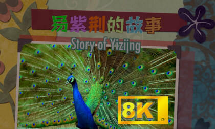 《易紫荆的故事》8K版本    The Story of Yi Zijing VR Video 《易紫荆的故事》8K版本    The Story of Yi Zijing VR
