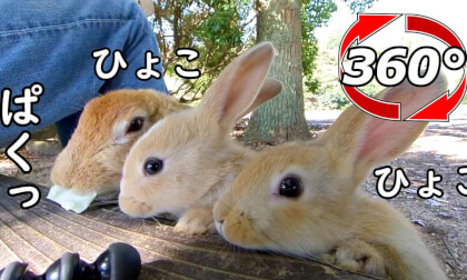 [360 Video] The rabbit comes out from under the bench and eats cabbage.