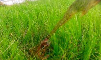 Marty the frog