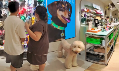 Let’s take your pet along to the pet supply store! VR Video Let’s take your pet along to the pet supply store! VR