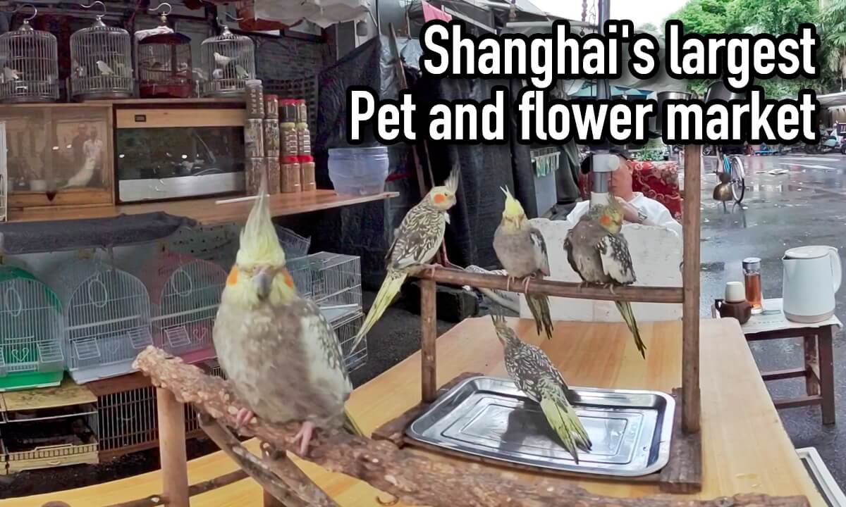 Shanghai's largest flower and bird market features a wide variety of pet birds, comparable to a zoo.