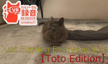 🐾 [Sunny Day VR｜Toto’s Lazy Afternoon]