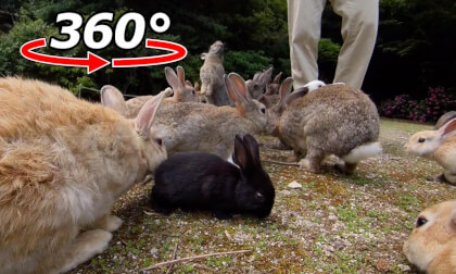 VR 360° | There's one black baby rabbit! Try to find it! VR Video VR 360° | There's one black baby rabbit! Try to find it! VR