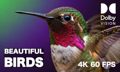 The Beauty of Birds in 4K 🕊️ | Immersive Dolby Vision HDR Experience The Beauty of Birds in 4K 🕊️ | Immersive Dolby Vision HDR Experience