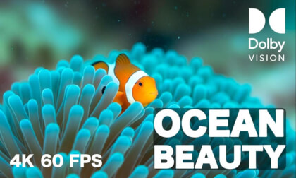 Underwater Beauty in 4K HDR 60FPS - Dolby Vision Nature VR Video Underwater Beauty in 4K HDR 60FPS - Dolby Vision Nature VR